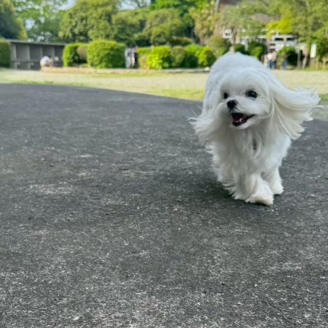 みやび
