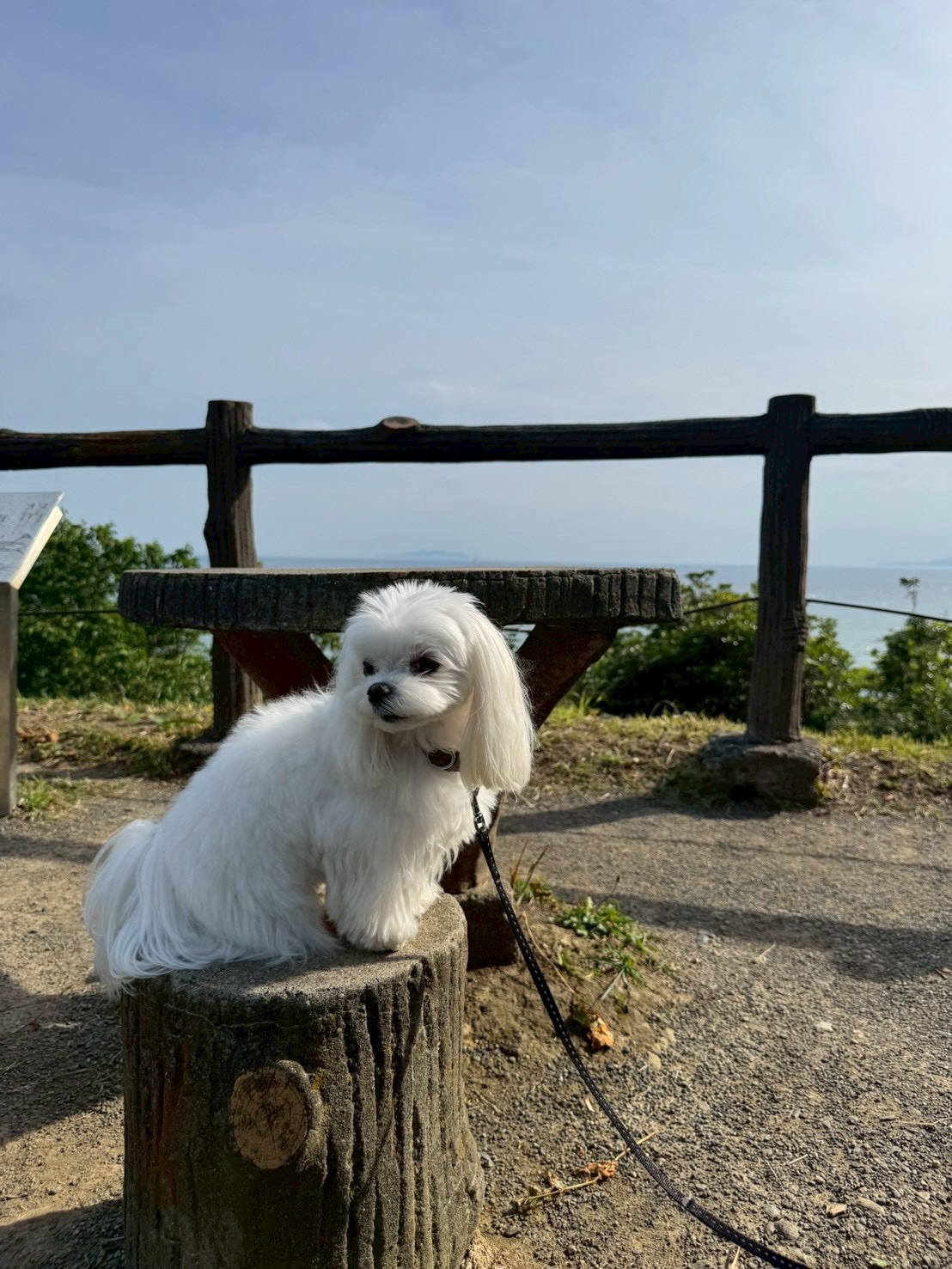 みやび